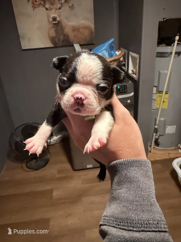 Creed – Boston Terrier puppy for sale in Rocky Mount, VA