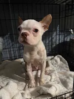 Jasper, a male Boston Terrier for sale in Rocky Mount, VA – 6 of 6