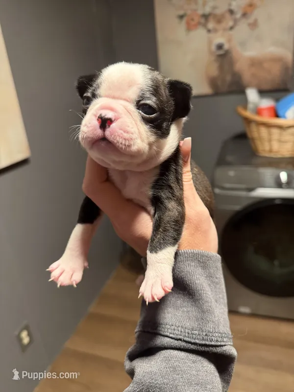 Daisy – Boston Terrier puppy for sale in Rocky Mount, VA