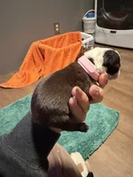 Daisy, a female Boston Terrier for sale in Rocky Mount, VA – 1 of 3