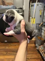 Blue, a male Boston Terrier for sale in Rocky Mount, VA – 3 of 4