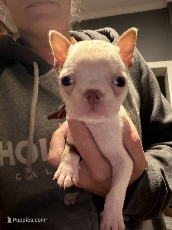 Buck – Boston Terrier puppy for sale in Rocky Mount, VA