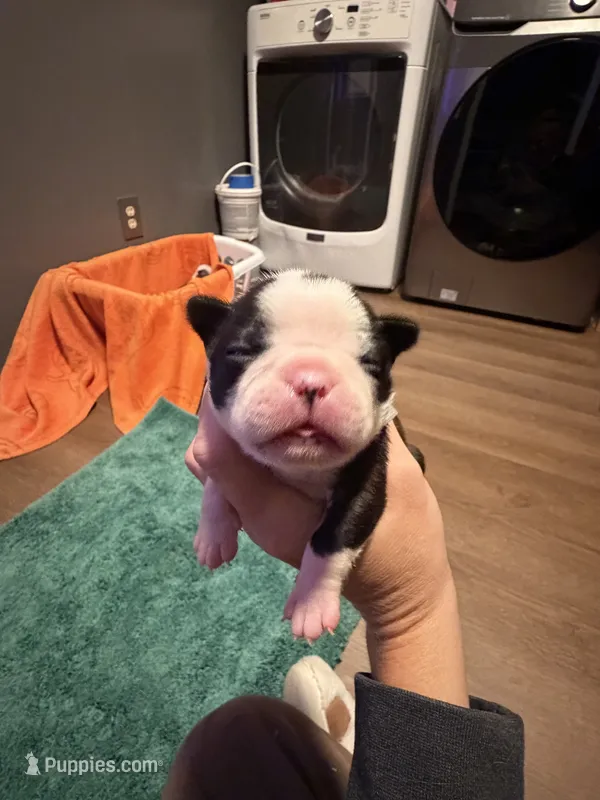 Lilly – Boston Terrier puppy for sale in Rocky Mount, VA