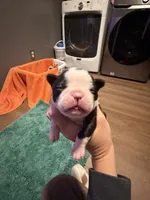 Lilly, a female Boston Terrier for sale in Rocky Mount, VA – 1 of 3