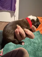 Risty, a male Boston Terrier for sale in Rocky Mount, VA – 2 of 3