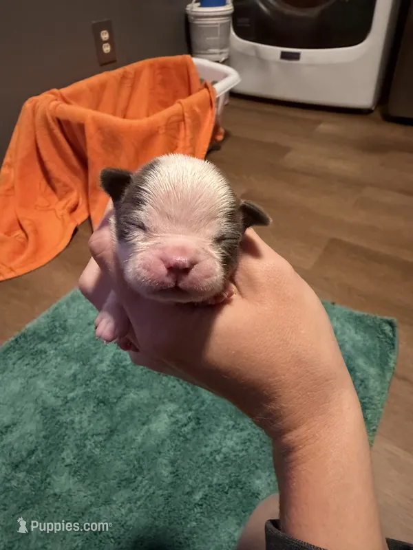 Pauly – Boston Terrier puppy for sale in Rocky Mount, VA