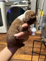 Rusty, a male Boston Terrier for sale in Rocky Mount, VA – 3 of 4