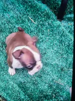 Rusty, a male Boston Terrier for sale in Rocky Mount, VA – 2 of 2