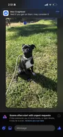 Bella, a female Bugg for sale in Rocky Mount, VA – 2 of 2