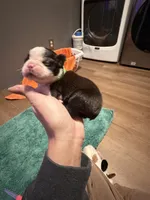 Creed, a male Boston Terrier for sale in Rocky Mount, VA – 4 of 4