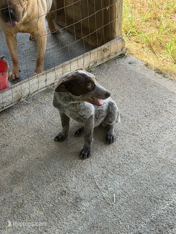 Highland – Australian Cattle Dog puppy for sale in Rocky Mount, VA