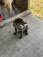 Highland, a female Australian Cattle Dog for sale in Rocky Mount, VA – 1 of 2