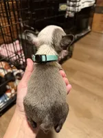 Jake, a male Boston Terrier for sale in Rocky Mount, VA – 3 of 3