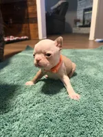 Buck, a male Boston Terrier for sale in Rocky Mount, VA – 3 of 4