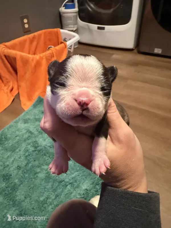 Appolo – Boston Terrier puppy for sale in Rocky Mount, VA