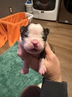 Appolo, a male Boston Terrier for sale in Rocky Mount, VA – 1 of 3