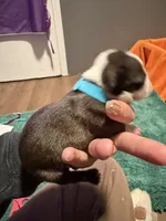 Appolo, a male Boston Terrier for sale in Rocky Mount, VA – 3 of 3