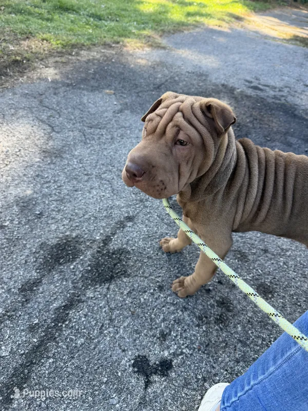 Mocha – Chinese Shar-Pei puppy for sale in Rocky Mount, VA