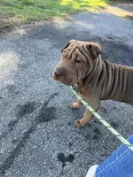 Mocha, a female Chinese Shar-Pei for sale in Rocky Mount, VA – 1 of 2
