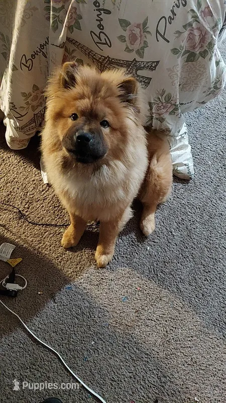 Kota – Chow Chow puppy for sale in Springfield, MO