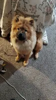 Kota, a male Chow Chow for sale in Indianapolis, IN – 1 of 1