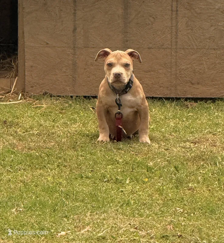 Arnold – American Bully puppy for sale in Springfield, MO
