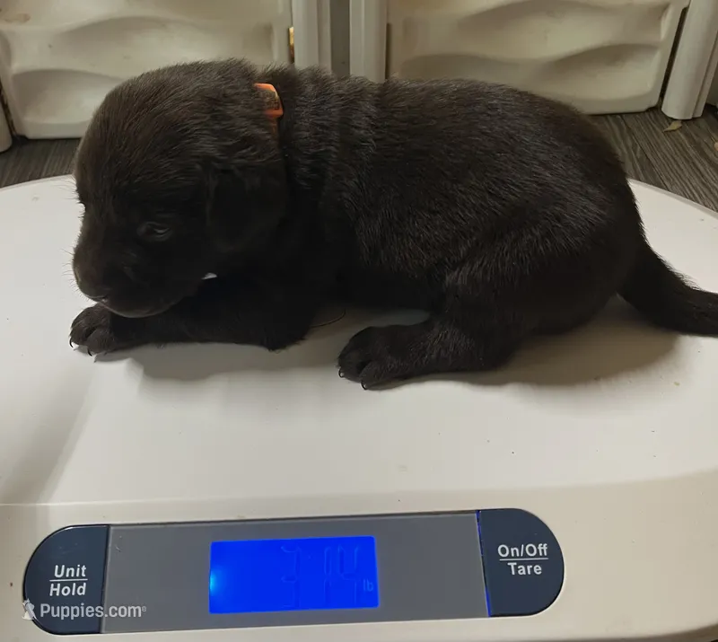 English chocolate girl – Labrador Retriever puppy for sale in Jamesville, NC