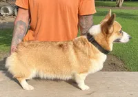 Luna, a female Pembroke Welsh Corgi for sale in Jamesville, NC – 3 of 6