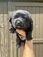Lab/corgi boy, a male Pembroke Welsh Corgi and Labrador Retriever for sale in Jamesville, NC – 4 of 6
