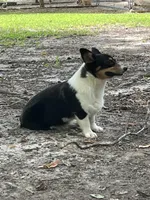 Frannie, a female Pembroke Welsh Corgi for sale in Jamesville, NC – 8 of 10
