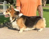 Max, a male Pembroke Welsh Corgi for sale in Jamesville, NC – 2 of 7