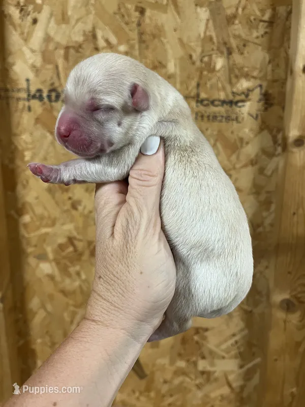 English yellow boy – Labrador Retriever puppy for sale in Jamesville, NC