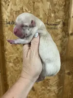 English yellow boy, a male Labrador Retriever for sale in Jamesville, NC – 1 of 4