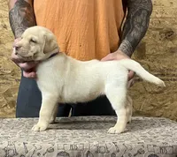 English yellow girl, a female Labrador Retriever for sale in Jamesville, NC – 6 of 10