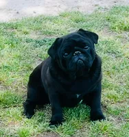 Black girl, a female Pug for sale in Jamesville, NC – 6 of 7