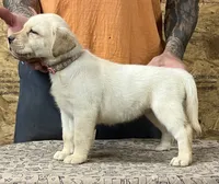 English yellow girl, a female Labrador Retriever for sale in Jamesville, NC – 1 of 10