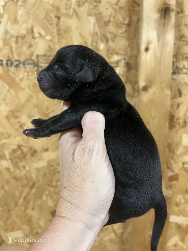 English black boy – Labrador Retriever puppy for sale in Jamesville, NC