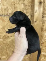 English black boy, a male Labrador Retriever for sale in Jamesville, NC – 1 of 5