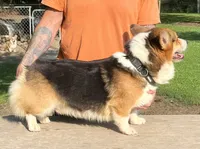Max, a male Pembroke Welsh Corgi for sale in Jamesville, NC – 3 of 7