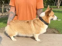 Luna, a female Pembroke Welsh Corgi for sale in Jamesville, NC – 5 of 6