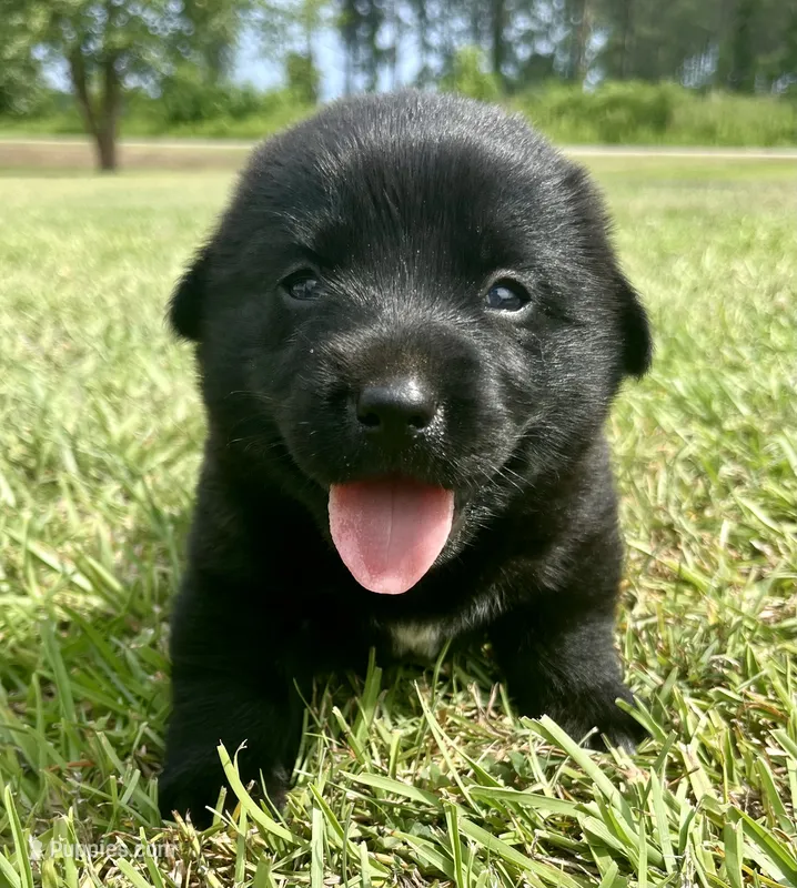 Lab/corgi boy – Pembroke Welsh Corgi, Labrador Retriever puppy for sale in Jamesville, NC
