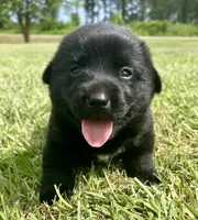 Lab/corgi boy, a male Pembroke Welsh Corgi and Labrador Retriever for sale in Jamesville, NC – 1 of 6