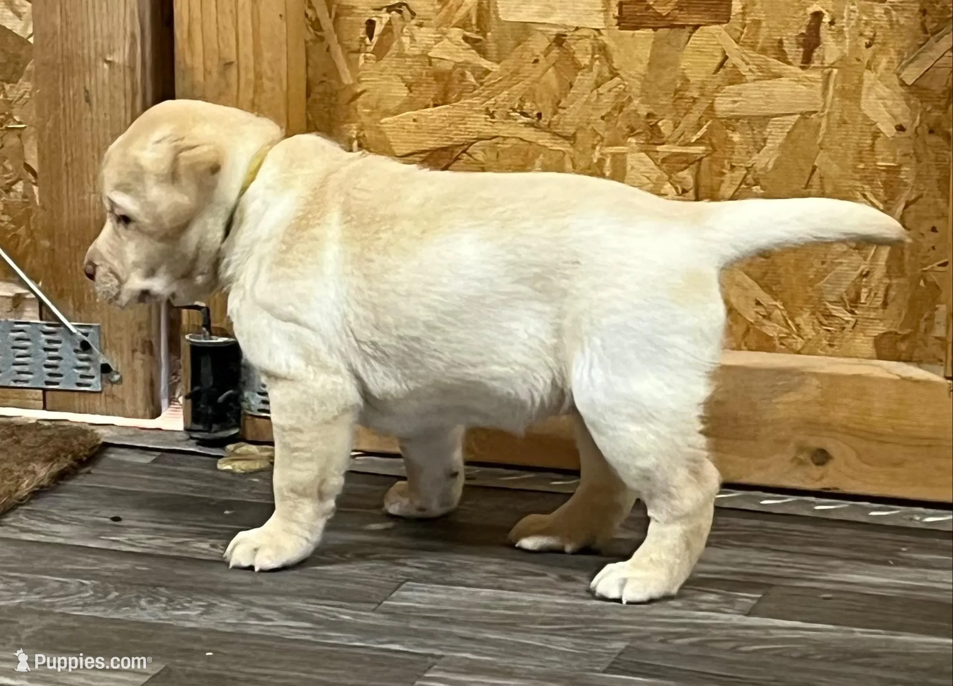Chunky Yellow female – Labrador Retriever puppy for sale in Jamesville, NC