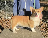 Lux, a female Pembroke Welsh Corgi for sale in Jamesville, NC – 3 of 6