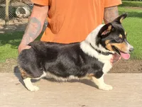 Frannie, a female Pembroke Welsh Corgi for sale in Jamesville, NC – 2 of 10