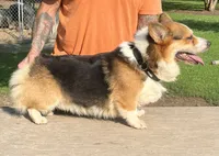 Max, a male Pembroke Welsh Corgi for sale in Jamesville, NC – 6 of 7