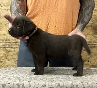 English chocolate girl, a female Labrador Retriever for sale in Jamesville, NC – 5 of 9