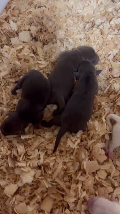 English chocolate girl, a female Labrador Retriever for sale in Jamesville, NC – 6 of 6