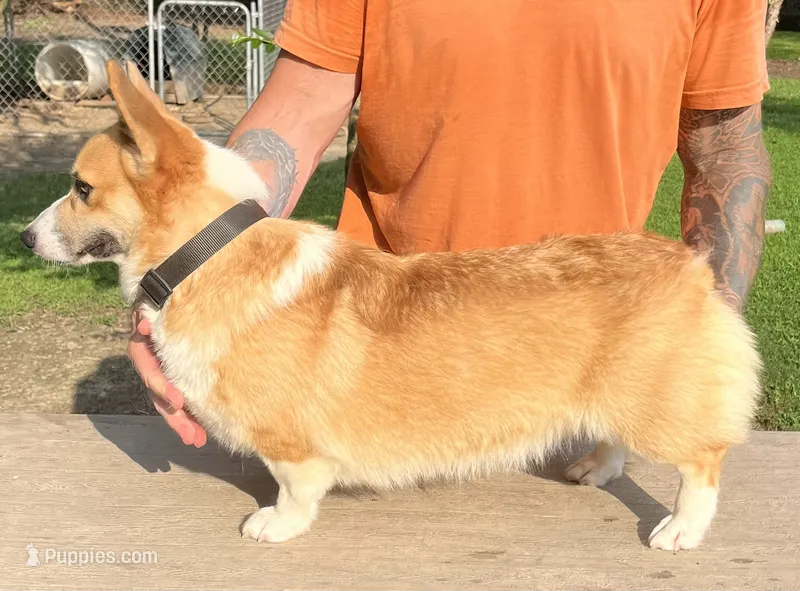 Luna – Pembroke Welsh Corgi puppy for sale in Jamesville, NC