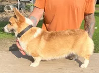 Luna, a female Pembroke Welsh Corgi for sale in Jamesville, NC – 1 of 6